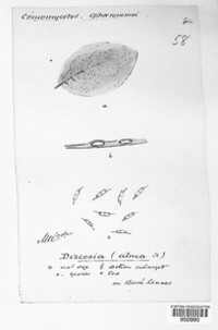 Asteroma alneum image